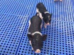 -萌宠亲子动物乐园(槐房万达店)