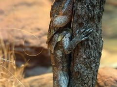 -费瑟代尔野生动物园