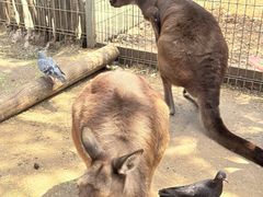 -费瑟代尔野生动物园