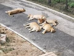 -大连森林动物园