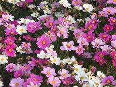 -天津东丽湖风景区