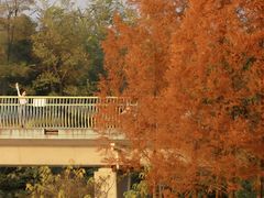 -白鹭湾湿地公园