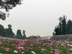 -秀丽东方
