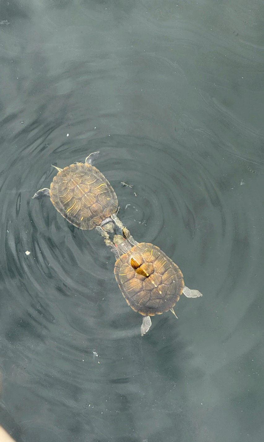以防你没见过小乌龟谈恋爱