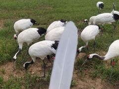 -盐城丹顶鹤湿地生态旅游区