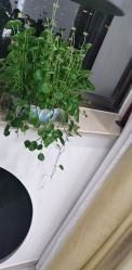-苗方清颜·祛痘皮肤管理