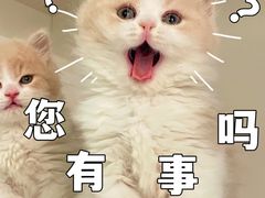 -lincat·猫舍(广州店)