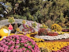 -上海共青森林公园