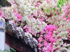 -深圳国际园林花卉博览园