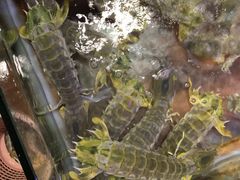 -七采菌园·石锅鱼野生菌火锅(环城北路店)