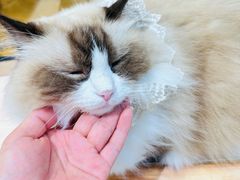 -藏猫猫咖啡主题馆(中央大道店)