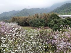 -南丹山森林王国