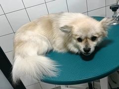 -凯瑞希宠物医院·狂犬免疫·微创·皮肤科
