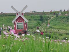 -空港花田景区
