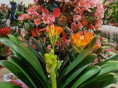 -金陵花卉交易市场