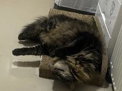 -爱侣宠医·鹦鹉专科·小型哺乳类·异宠专科(灵石路店)