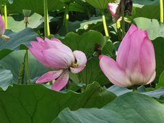 -长春市南湖公园