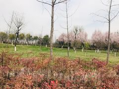 -洨河生态公园
