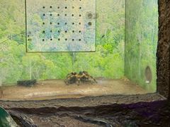 -上海大自然野生昆虫馆(东方明珠·爬宠昆虫探索中心)