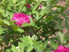 -黑龙江省森林植物园