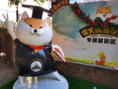 -柴犬高等学院·狗咖·柴犬售卖·宠物训练