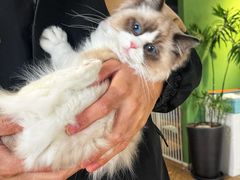 -东方名猫馆·英短金渐层布偶猫舍(环线广场1号楼店)