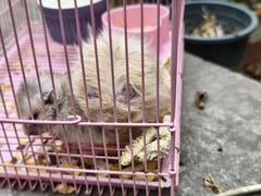 -夹夹大·蟹蟹大排档(财富又一城店)