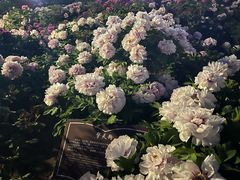 -曹州百花园