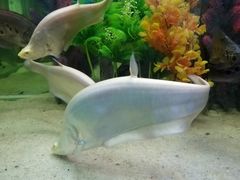 -洛阳龙门海洋馆