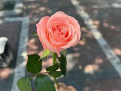 -循礼门鲜花花市(武汉循礼门店)