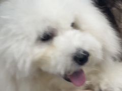 -博特宠物医院24h犬猫全科.骨科·异宠