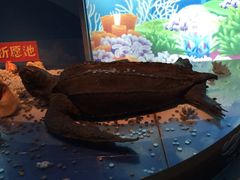 苏州海洋馆-苏州海洋馆
