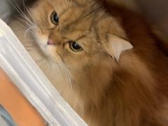 -艾吉宠物医院·疑难杂症转诊中心·猫友好(碧江路院)