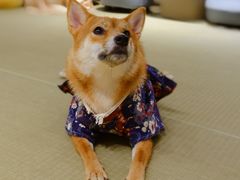 -逗柴咖啡屋·狗咖猫咖宠物桌游
