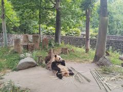 -都江堰中华大熊猫苑
