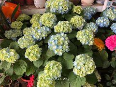 绣球花-万商花鸟市场