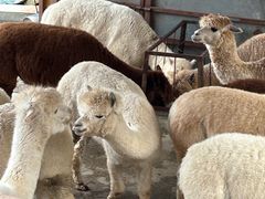 -栾川竹海野生动物园