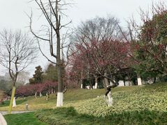-青枫公园