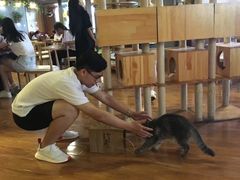 -喵园·猫主题咖啡厅·撸猫·猫咖(国贸店)