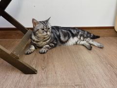 -有猫主题·治愈系猫咖(曾厝垵店)