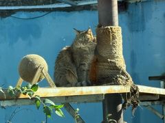 -青藏高原野生动物园