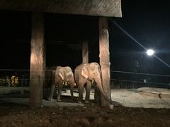 -清迈夜间动物园