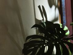 -芸鲜季·云南野生菌餐厅· 云南风物味研社(闵行店)