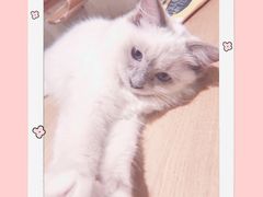 -藏猫猫咖啡主题馆(中央大道店)