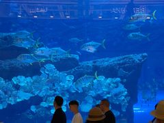 -迪拜水族馆及水下动物园