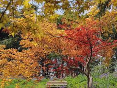 -上海共青森林公园