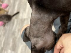 -楼上猫咖(罗湖店)