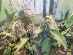 -上海大自然野生昆虫馆(东方明珠·爬宠昆虫探索中心)
