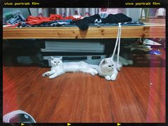 -爱佳宠物中心医院24H·CT·骨外科·猫专科(瑶海万达店)