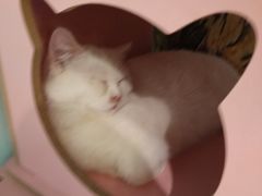 -猫小院猫主题餐厅(三里屯店)
